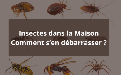 Insectes dans la Maison : Comment Prévenir et Contrôler les Infestations